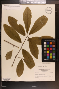 Quercus imbricaria image