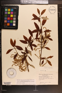 Quercus imbricaria image