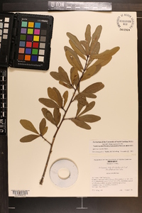 Quercus incana image