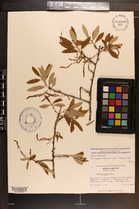Quercus incana image