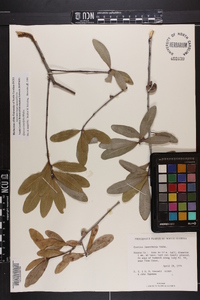 Quercus laurifolia image