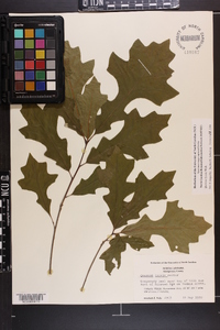 Quercus lyrata image