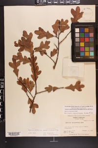 Quercus margaretta image