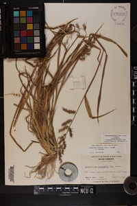 Echinochloa muricata var. muricata image