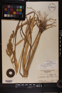 Echinochloa muricata var. muricata image