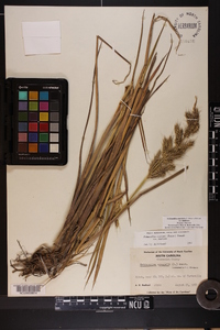 Echinochloa muricata var. muricata image