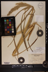 Echinochloa muricata var. muricata image