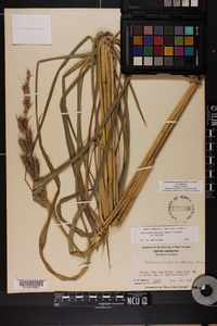 Echinochloa muricata var. muricata image