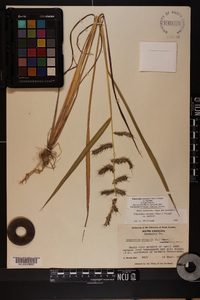 Echinochloa muricata var. muricata image