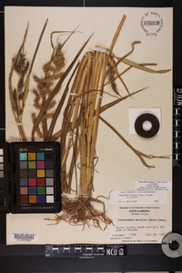 Echinochloa muricata var. muricata image