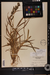 Echinochloa muricata var. muricata image