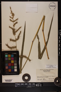 Echinochloa muricata var. muricata image