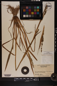 Echinochloa muricata var. muricata image