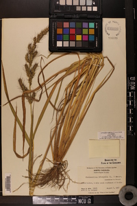Echinochloa muricata var. muricata image