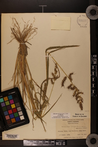 Echinochloa muricata var. muricata image