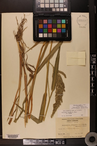 Echinochloa crus-galli var. crus-galli image