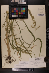 Echinochloa muricata var. muricata image