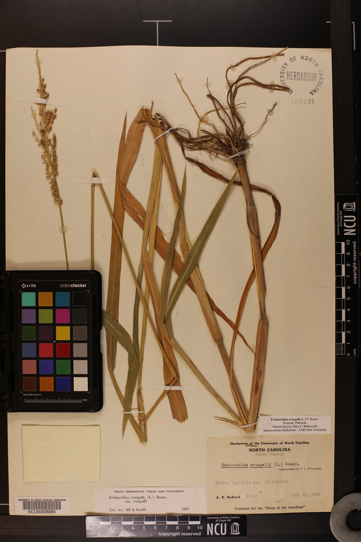 Echinochloa crus-galli var. crus-galli image