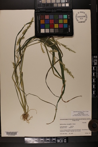 Echinochloa muricata var. muricata image