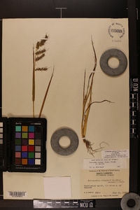 Echinochloa muricata var. muricata image