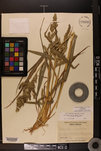 Echinochloa muricata var. muricata image