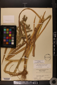 Echinochloa muricata var. muricata image