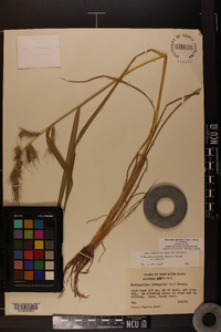 Echinochloa muricata var. muricata image