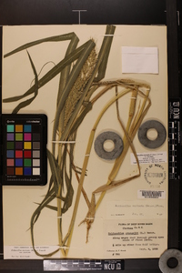 Echinochloa muricata var. muricata image