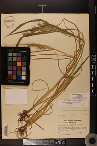 Echinochloa muricata var. muricata image