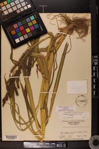 Echinochloa muricata var. muricata image