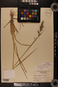 Echinochloa muricata var. muricata image