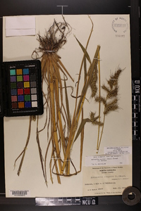 Echinochloa muricata var. muricata image