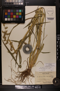 Echinochloa muricata var. muricata image