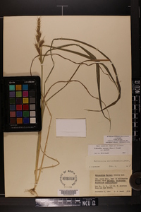 Echinochloa muricata var. muricata image