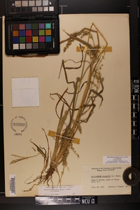 Echinochloa muricata var. muricata image