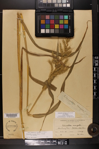 Echinochloa muricata var. muricata image