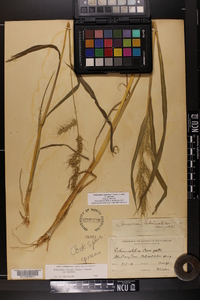 Echinochloa muricata var. muricata image