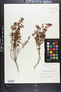 Hypericum galioides image