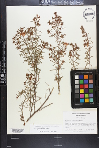 Hypericum galioides image