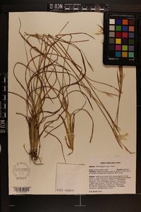 Andropogon tracyi image