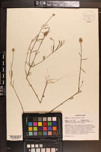 Polygala brevifolia image