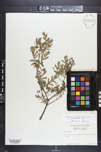 Hypericum myrtifolium image