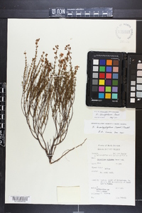 Hypericum galioides image