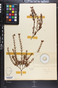 Hypericum fasciculatum image