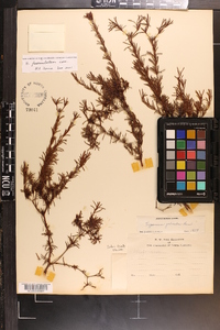 Hypericum fasciculatum image