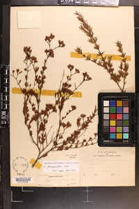 Hypericum fasciculatum image