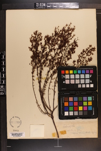 Hypericum brachyphyllum image