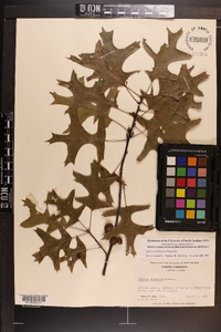 Quercus palustris image