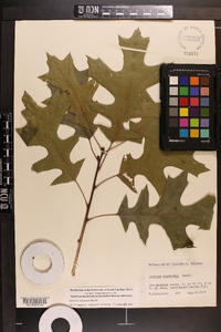 Quercus shumardii image