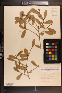 Quercus virginiana image